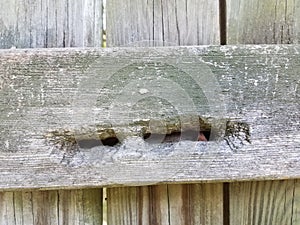 Old wood fence with holes in it from carpenter bees