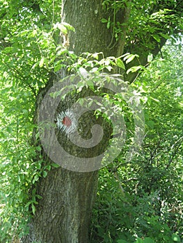 Old wood in the forest