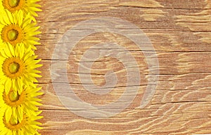 Old wood frame and background with sun flowers