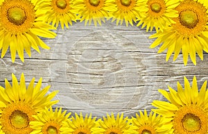 Old wood frame and background with sun flowers