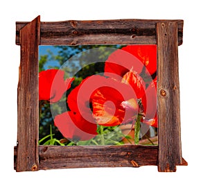Old wood frames Spring Poppies