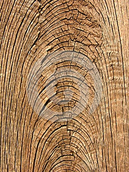 Old wood grain texture