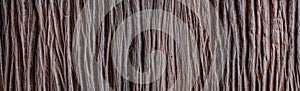Old wood has stripe or curly stripe grain