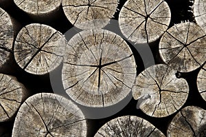 Old wood log cross section