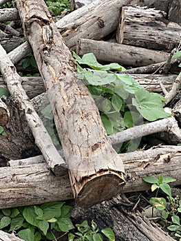 old wood log in the forest