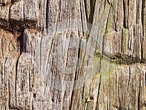 Old wood with notches horzontal