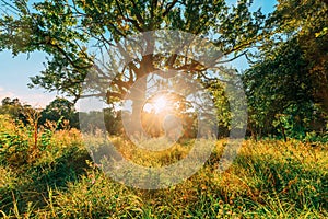 Old wood oak tree in Summer sunny day. Sunlight Sunshine Through Oak Forest Tree. Sunny Nature Wood Sunlight. green