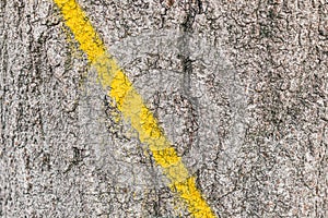 Old wood oak tree trunk with yellow paint stripe background texture