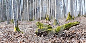 Old wood piece covered by a green moss in dry brown leaves of winter rural forest