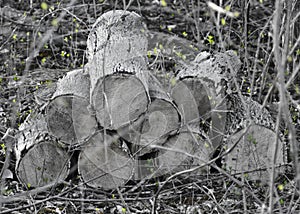 Old wood pile with new growth