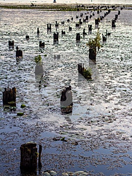 Old wood pilings in the water surrounded by plants