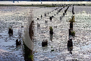 Old wood pilings in the water surrounded by plants