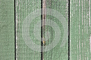 Old wood plank green texture background.