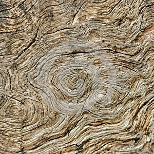 Old wood resembles a beautiful spiral.