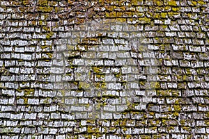 Old wood roof surface with green moss on it background texture