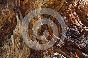 Old wood rotten tree texture