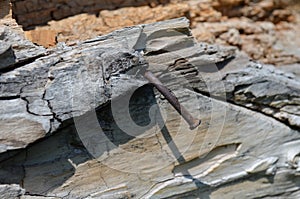 Old wood with rusty nail