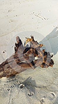 Old Wood scuplture in the beach