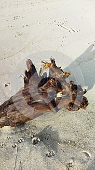 Old Wood scuplture in the beach photo