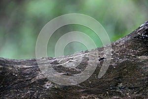 old wood snag and emmet. element of dried wood and ants. ant black on a log, formic acid