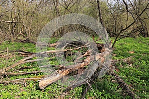 old wood in spring forest