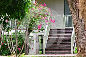 Old wood stairs to vintage home with pink flower