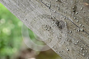 Old wood surface