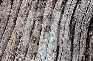 Old wood texture