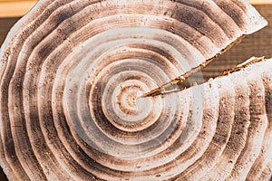 Old wood texture background, Tree Rings