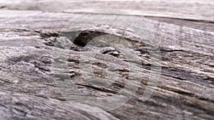 Old wood texture for background. Vintage background from a wooden horizontal shabby plank.