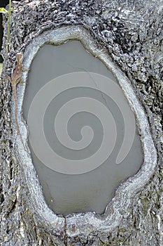 Old Wood texture Bark texture for the background or text