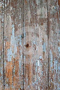 Old wood texture cracked with peeled blue tourquoise paint photo