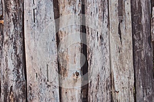 Old wood texture. Grunge oak planks. Weathered wooden boards. Rural fence. Hardwood background.