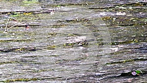 Old wood texture and Lichen. tree bark with moss, abstract background, texture. detail of moss and lichen on wooden fence