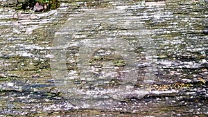 Old wood texture and Lichen. tree bark with moss, abstract background, texture. detail of moss and lichen on wooden fence