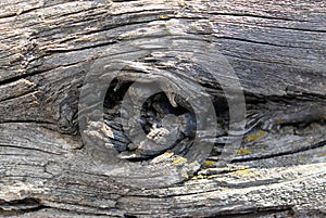 The old wood texture with natural patterns. Inside the tree background. Old grungy and weathered grey wooden wall planks