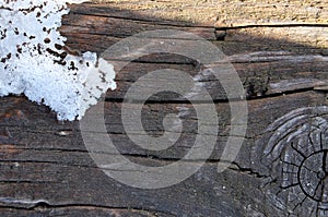 The old wood texture with natural patterns. Inside the tree background. Old grungy and weathered grey wooden wall planks