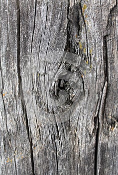 The old wood texture with natural patterns. Inside the tree background. Old grungy and weathered grey wooden wall planks