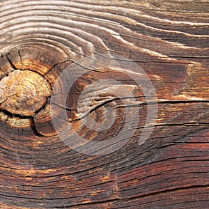 The old wood texture with natural patterns. Inside the tree background. Old grungy and weathered grey wooden wall planks