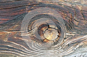 The old wood texture with natural patterns. Inside the tree background. Old grungy and weathered grey wooden wall planks