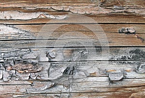 The old wood texture with natural patterns. Inside the tree background. Old grungy and weathered grey wooden wall planks