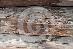 The old wood texture with natural patterns. Inside the tree background. Old grungy and weathered grey wooden wall planks