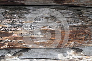 The old wood texture with natural patterns. Inside the tree background. Old grungy and weathered grey wooden wall planks