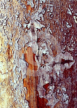 The old wood texture with natural patterns. Inside the tree background. Old grungy and weathered grey wooden wall planks texture b