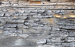 The old wood texture with natural patterns. Inside the tree background. Old grungy and weathered grey wooden wall planks texture b