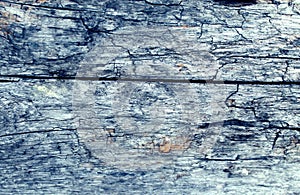 The old wood texture with natural patterns. Inside the tree background. Old grungy and weathered grey wooden wall planks texture b