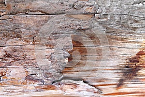 The old wood texture with natural patterns. Inside the tree background. Old grungy and weathered grey wooden wall planks texture b