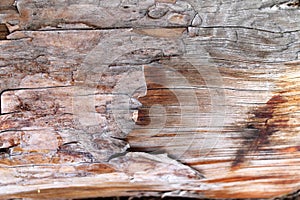 The old wood texture with natural patterns. Inside the tree background. Old grungy and weathered grey wooden wall planks texture b