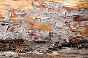 The old wood texture with natural patterns. Inside the tree background. Old grungy and weathered grey wooden wall planks texture b