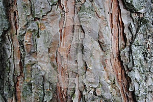 Old wood texture of tree bark.